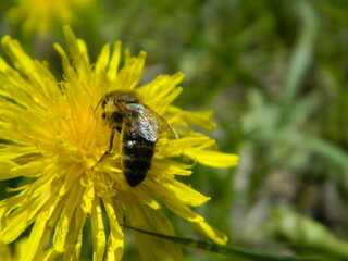 bee on a yellow flower