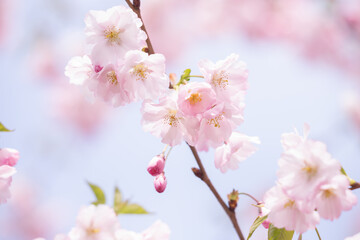 Beautiful nature scene with blooming tree.