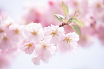 Beautiful nature scene with blooming tree.