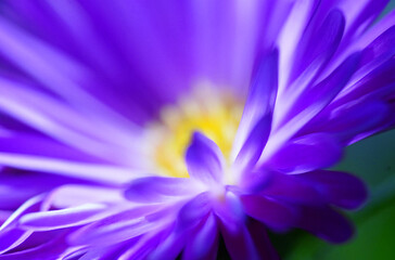 Obraz premium Lila in den Frühling - Symphyotrichum Raublatt-Aster Makro