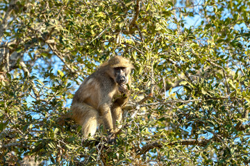 Baboons on tree eating fruits - Kruger national Park
