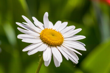 Obraz premium Nahaufnahme einer Kamillen Blume