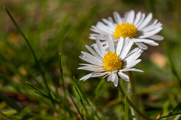 Obraz premium Nahaufnahme von zwei Kamillen Blumen