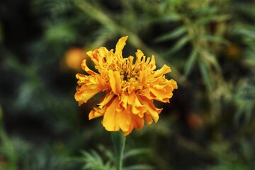 yellow flower in the garden