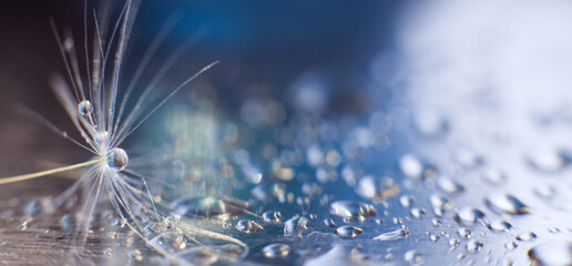 a drop of water on dandelion.dandelion seed on a blue abstract floral background with copy space close-up. banner.