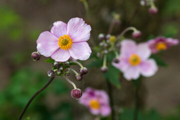 Nahaufnahme einer lila pinken Blume