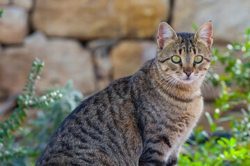 Naklejka na ściany i meble closeup domestic cat sit in garden, animal countryside scene