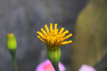 Marigold flower, it is herbaceous plants in the sunflower family