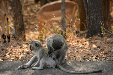 Female Vervet monkey with child, Kruger National park