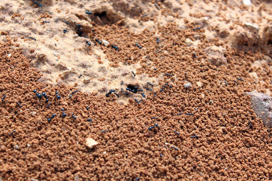 Ants. Macro photo. Termitnik. Colony of ants