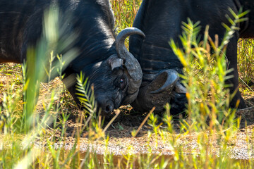 Wild African buffalos (syncerus caffer) fighting in the Kruger National Park