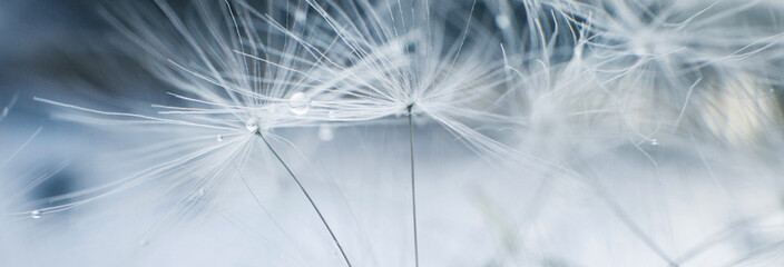 a drop of water on dandelion.dandelion seed on a blue abstract floral background with copy space...