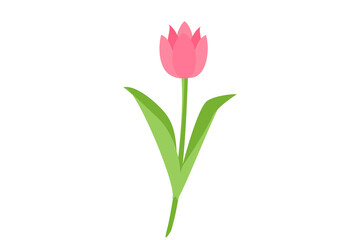delicate pink tulip flower on white background
