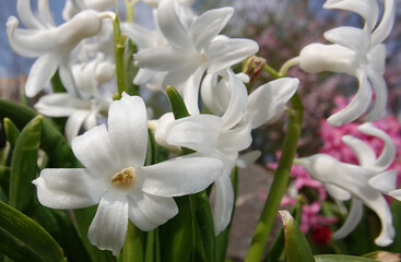 Fototapeta na wymiar Oriental hyacinth flowers
