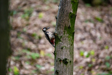 Woodpecker in a forest. 
