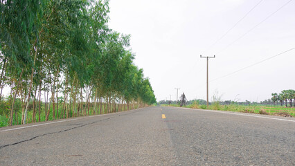 Fototapeta na wymiar Eucalyptus trees planted on the side of the road