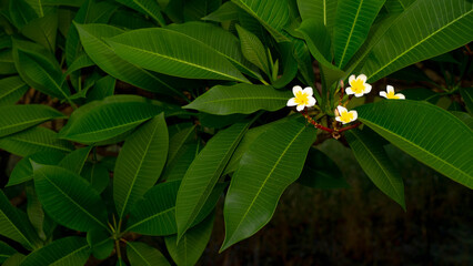 Obraz premium Yellow and white plumeria flowers under the dark green leaves.