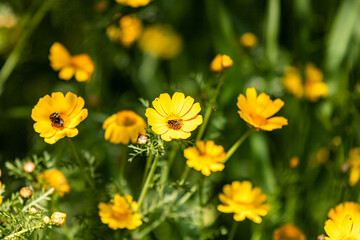 yellow flowers in the garden