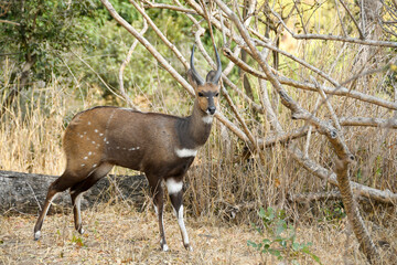 Young male Bushbucks Imbabala Tragelaphus Sylvaticus