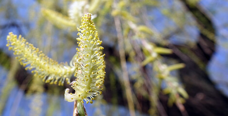 Babylonian willow tree flowering in spring - obrazy, fototapety, plakaty