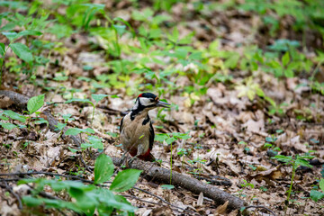 Woodpecker in a forest. 