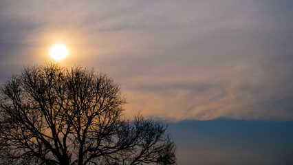 The branches are back in the light with the falling sunlight.