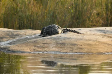 Poster Crocodile - African crocodile basking in the sun © paspas