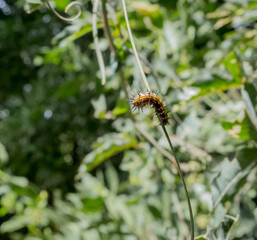 Agraulis vanillae, caterpillar, eating plants