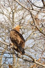 Wild Tawny Eagle on a branch in the Kruger National Park