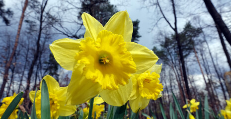 Narcissus flower yellow or false