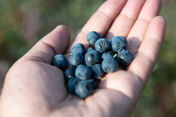 A handful of fresh blueberries. Healthy and tasty blueberry in a woman's hand - 429624946