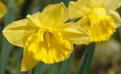 Narcissus flower yellow or false
