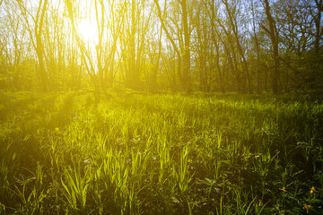 Obraz na płótnie Canvas green forest glade in light of evening sun, natural outdoor spring backgroun