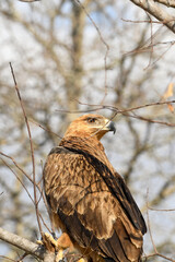 Wild Tawny Eagle on a branch in the Kruger National Park