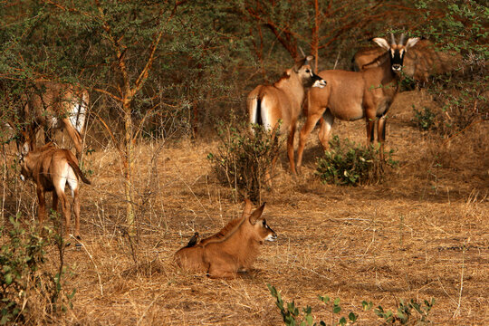 Gazelle bébé discount