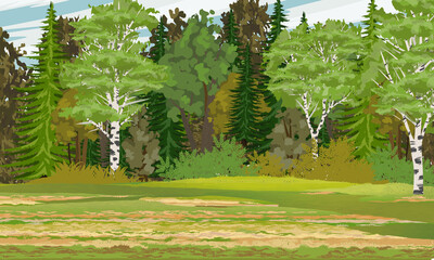 Mixed forest with spruce, birch, aspen, oak and other types of trees. Tree trunks, bushes and grass. Realistic summer vector landscape
