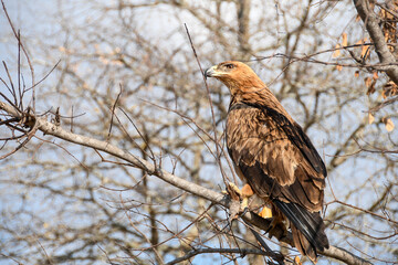 Wild Tawny Eagle on a branch in the Kruger National Park