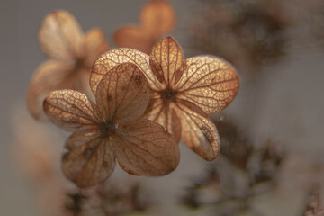 Blütenblätter braun Touch, close up