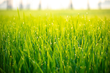 Close up of nature fresh green grass rice with drop of dews meadow in the morning (bokeh and sensitive focus.)