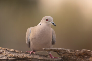 Tortola común