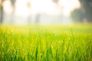 Close up of nature fresh green grass rice with drop of dews meadow in the morning (bokeh and sensitive focus.)
