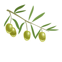 Vector of leafy twigs with green olives