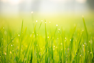 Close up of nature fresh green grass rice with drop of dews meadow in the morning (bokeh and sensitive focus.)