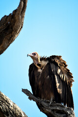 Hooded Vulture (Necrosyrtes monachus) on tree - Kruger National park
