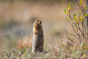 A vigilant gopher is watching its territory. Important gopher on guard sitting in the forest.  - 429625308