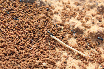 Ants. Macro photo. Termitnik. Colony of ants