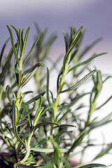 rosemary in a garden, nacka, sverige, stockholm, sweden