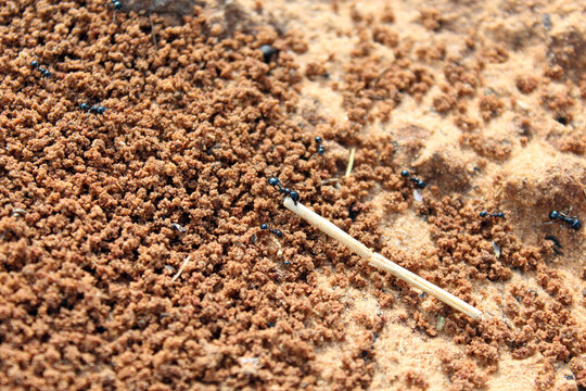 Ants. Macro photo. Termitnik. Colony of ants