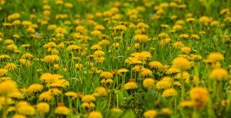 yellow dandelion flowers in green grass, spring natural background