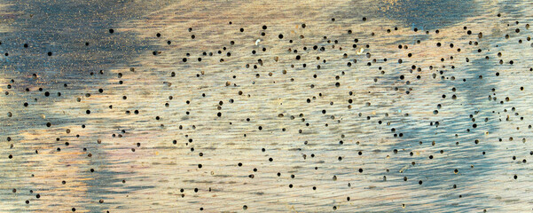 Woodworm in Infested Oak wood of a wine barrel. Seamless Background of Old wooden beam affected by woodworm with holes. Wood-eating larvae of species of beetle. Concept of treatment and detection 